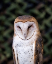 Barn Owl -2 social